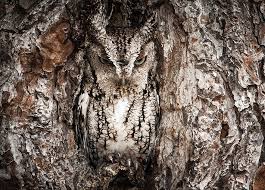 Image result for owls at night