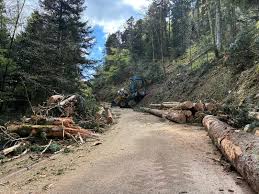 800 arbres abattus pour le passage du Tour de France vers le Ballon d'Alsace, la route départementale fermée