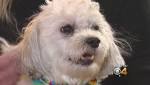  Colorado Researchers Studying CBD Oil In Dogs