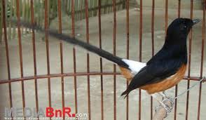 Hasil gambar untuk murai batu