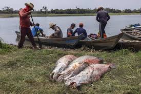 Ibama classifica pirarucu como espécie invasora fora da amazônia e libera pesca para controle