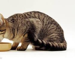 cat eating from a bowlの画像