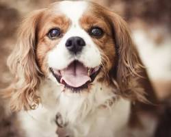 Hình ảnh về Chó Cavalier King Charles Spaniel