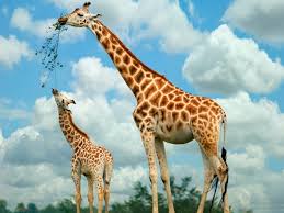Kết quả hình ảnh cho when does a baby giraffe leave its mother