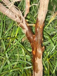 Résultat de recherche d'images pour "tree trunk repair grafts"