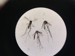 Harnessing the Power of Lab-Grown Mosquitoes to Combat Dengue Fever - 1