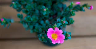 Resultado de imagem para beldroega