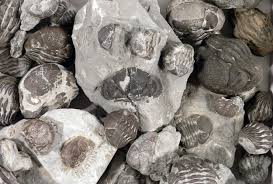 Trays of trilobites, buckets of belemnites …. | Wooster Geologists