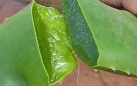  فوائد الصبار:aloe vera -(لا لويفيرا)النبتة المعجزة Images?q=tbn:ANd9GcR1OCtCgRowCcSl1JFkpBm02S7_cYaum6Aa3E758jPWoJ8cg8lg