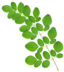 Ten Benefits of the Moringa Oleifera Tree - tentree