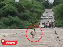 राजस्थान के 3 जिलों में आज भारी बारिश का अलर्ट: जालोर में 5 इंच से ज्यादा बरसात; भीलवाड़ा में घरों में भरा पानी, भीड़ ने भाजपा नेता को पीटा – Jaipur News