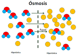 Resultado de imagen de ósmosis