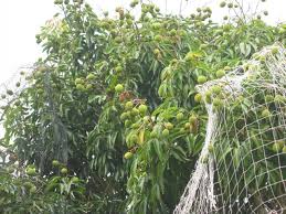 Image result for lychee trees