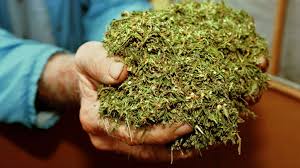 Image result for marijuana