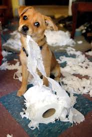 Image result for picture of puppy chewing up everything