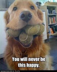 Image result for Animal Meme