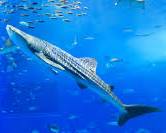 美ら海水族館の画像