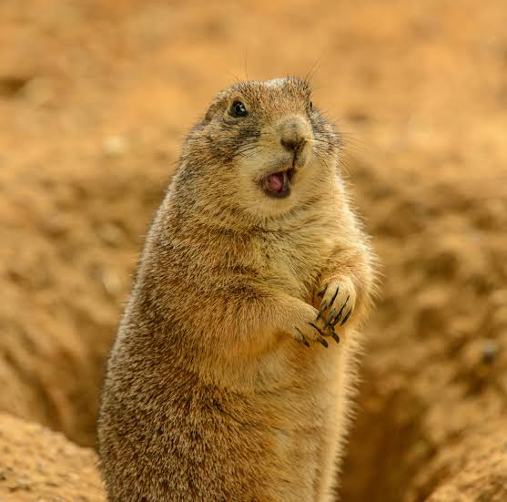 A Mexican Prairie Dog on the Ground · Free Stock Photo