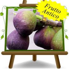 Risultati immagini per fico brogiotto