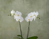Gambar Phalaenopsis orchid