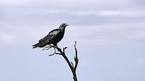 Resultado de imagen de niño cazando pájaros