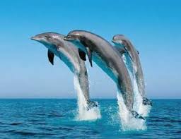 Résultat de recherche d'images pour "dauphine animal"