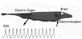 electric fish కోసం చిత్ర ఫలితం