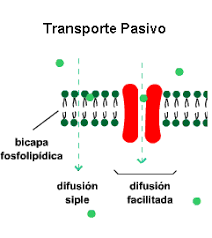 Resultado de imagen para transporte pasivo