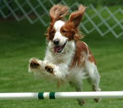 Image result for dog shows