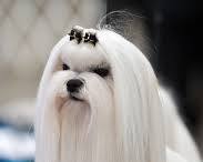 Imagen de Bichón Maltés dog