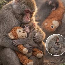 💞💞💞🪷🪷🪷💞💞💞