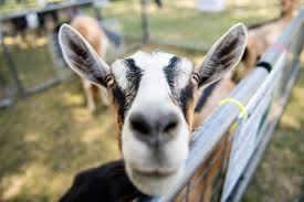 A free family event in Frankenmuth will show how goats are solving an environmental challenge