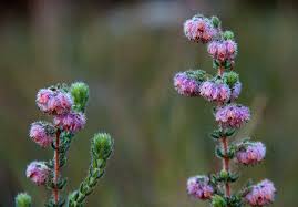 Image result for Erica johnstoniana