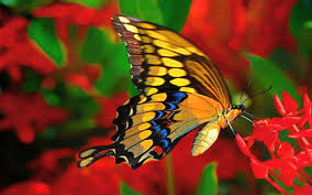 Image result for free butterflies images