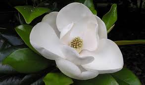 Resultado de imagen de flores azules hermosas