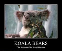 Koala Quotes. QuotesGram via Relatably.com