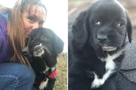 Wonky-faced rescue dog Bethany is searching for a home with ...