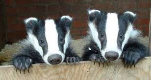 cute badgers