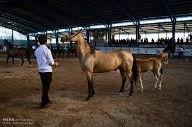 Image result for IRAN HORSES