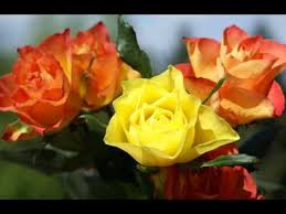 Resultado de imagen para letra de la canción si las flores pudieran hablar