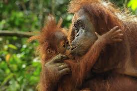 external image images?q=tbn:ANd9GcR2_Cs5IPnPZhc98xsFtoCcyIx5sLw1Ix8gM1_qmk3JhAlrABja