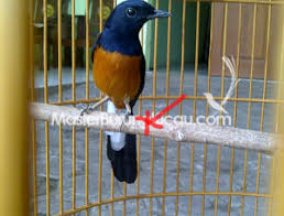 Hasil gambar untuk murai batu