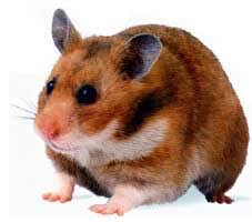 Tips ternak Hamster yang mudah