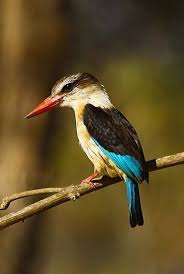 Image result for brown hooded kingfisher