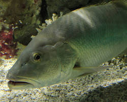 Caranha
