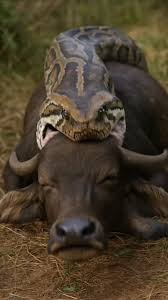 Buffalo's Head Trapped by Giant Python！ バッファローの頭が ...