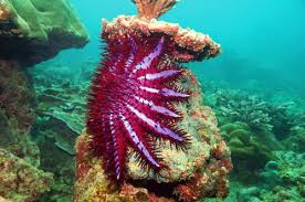 Image result for crown of thorns starfish