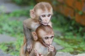 Image result for MONKEYS