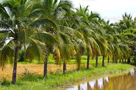 Image result for cocoNUT TREE