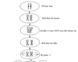 Hình ảnh về giảm phân và trao đổi chéo